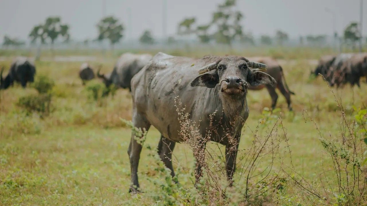 kanha buffalo